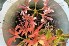 探索以朵朵的效果与应用（了解以朵朵的效果及其影响力）